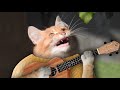 Рыжий кот поёт песню Ла-Бамба на русском языке.
