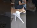 cute cat every animals video short Film festival hai short #video #viral