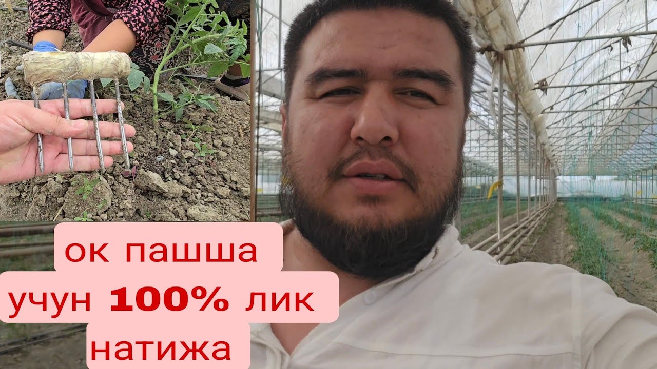 ПОМИДОР ПАЙВАНТ КУЧАТЛАР УЧУН КЕЙИНГИ ЗАРУР ЧОПИК ИШЛАРИ ВА ОК ПАШШАГА 100% КУРАШИШ УСУЛИ