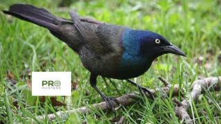Common Grackle Sound, Bird Call for Pro Hunters