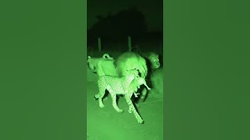 Rescue Mission: Golden Retriever Calls Lions to Save a Puppy! #animals #wildliferescue #shorts