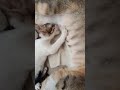 يعنى على الأم وحنان الام يعنى على الأم وحنان الام