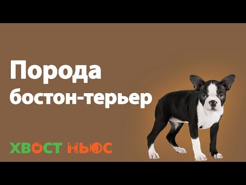 Все о породе бостон-терьер