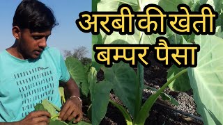 अरबी (टारु) की खेती कैसे करे। arbi farming in india कम मेहनत वाली फसल।