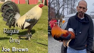 Mr. Joe Brown Farm TOUR 2023  VICTOR SILVA | Beautiful Birds