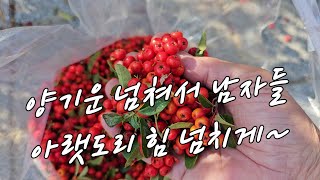 남자들 양기운 넘쳐나게 만든는 약나무.