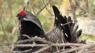 Spruce Grouse  in Jasper National Park