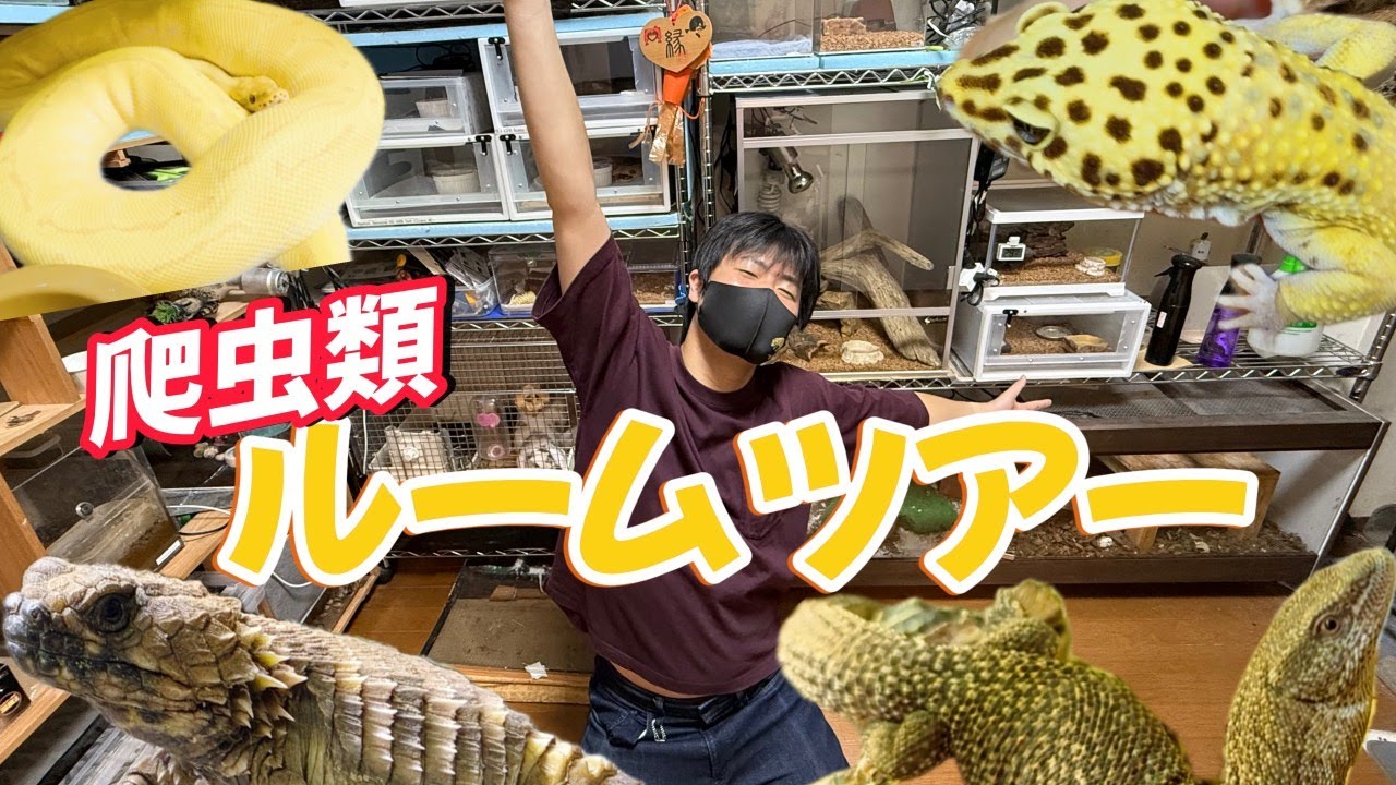 【ルームツアー】うちの爬虫類ルームの全景＆ケージを全部紹介します！