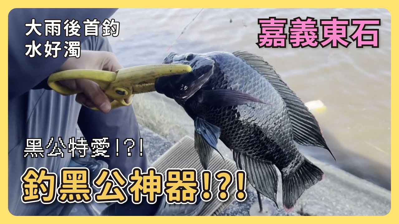 大雨後首釣 用肉鬆釣黑公!?! #黑公神器 #海吳郭魚