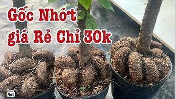 Gốc nhớt cây đẹp khỏe giá rẻ 30k lh 0766765975