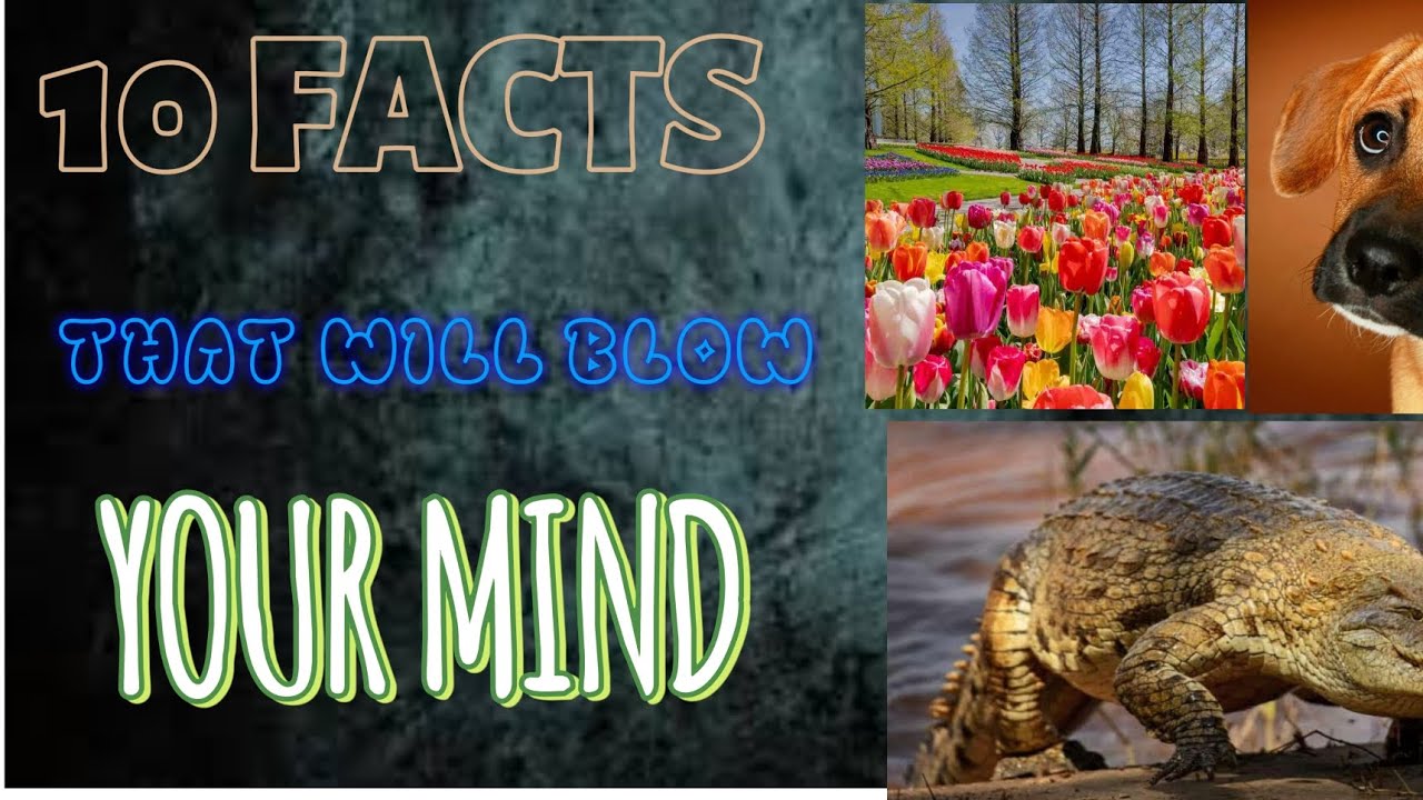 10 FACTS THAT WILL BLOW YOUR MIND #LIKE SUBSCRIBE AND SHARE - YouTube