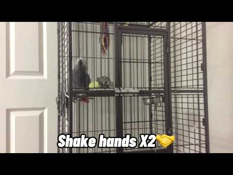Hilarious African Grey Parrot talking! 😂