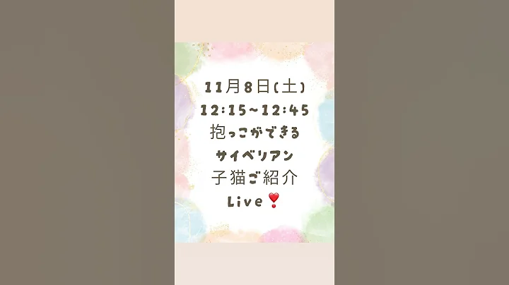 Video 11586671: siberian kitten, kitten show