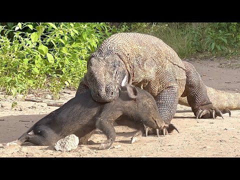 Medium sized Komodo dragon vs medium sized wild boar when brought together