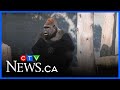Gorilla Zwalani Leaves Granby Zoo For Breeding Program In Toronto 