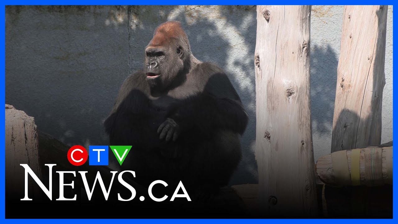 Gorilla Zwalani leaves Granby Zoo for breeding program in Toronto