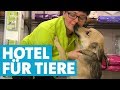 Im Tierhotel werden Hund und Katze verwöhnt