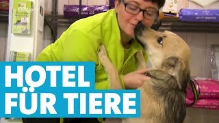 Im Tierhotel werden Hund und Katze verwöhnt