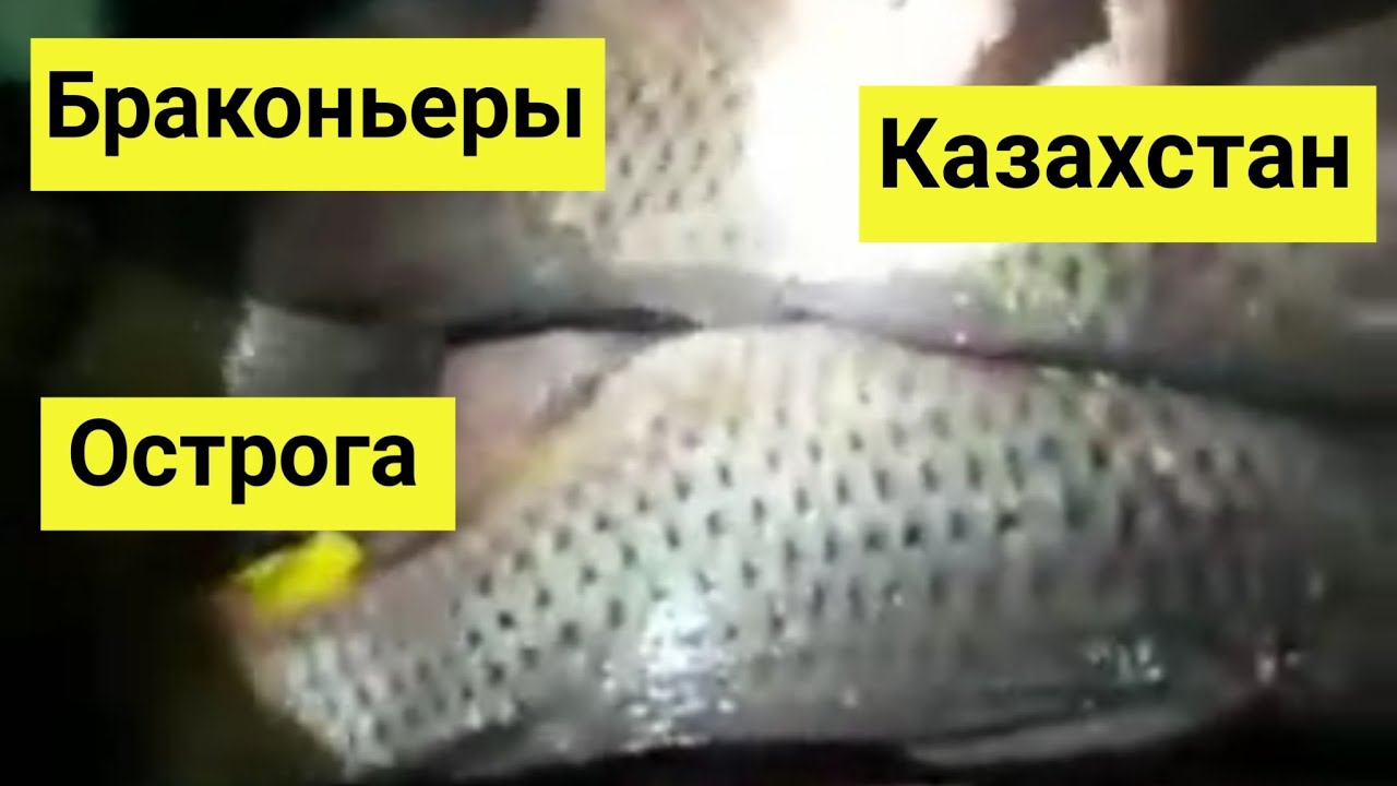 Браконьеры Казахстана пойманы с острогой 2021 Шардара - YouTube