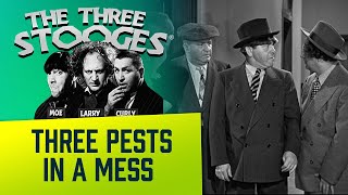 The THREE STOOGES  Ep. 83  Three Pests In A Mess  Classic Comedy