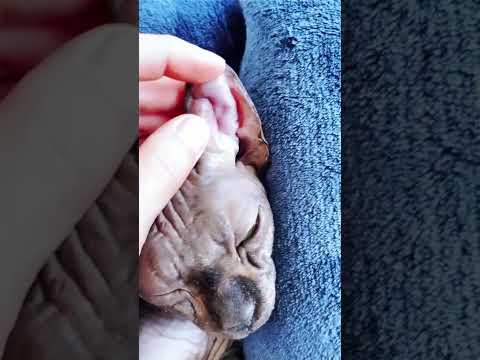 Лысая кошка сфинкс заболела