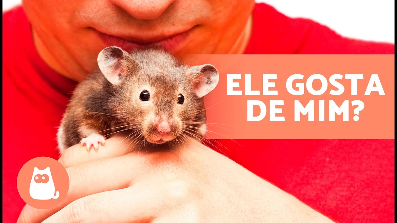 Como SABER se meu HAMSTER me AMA? 🐹 (5 sinais) - YouTube