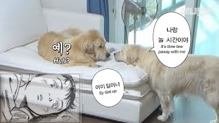 Retriever Who Seemed To Bother Her Lil Brother.. A Touching Twist