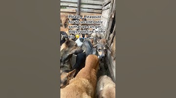 Please don’t scroll without donating link in the bio#donatetoday#dogfood#love#share