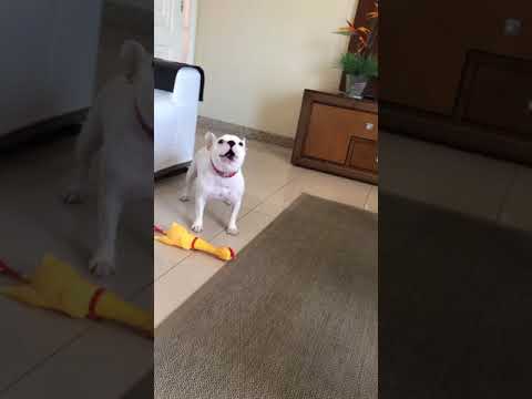 french bulldog and squeaky rubber chicken - 1012064