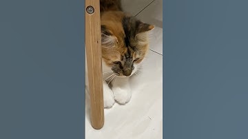 Thumbnail of Dancing cat Cha cha cha💃😹👏🏻Nami跳恰恰😂