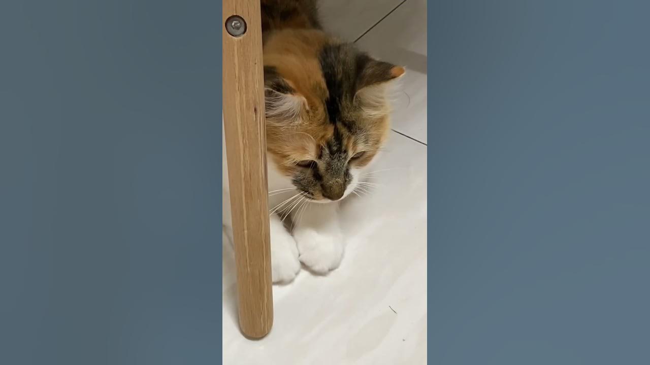 Dancing cat Cha cha cha💃😹👏🏻Nami跳恰恰😂