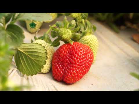 Video: Abonos Para Fresas Y Alimentación En Otoño
