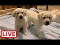 LIVE STREAM Puppy Cam! Adorable Lab Puppies in their Play Room