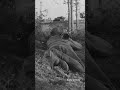 Tätä asetta venäläisten tankkimiehet pelkäsivät #historia ##sotahistoria