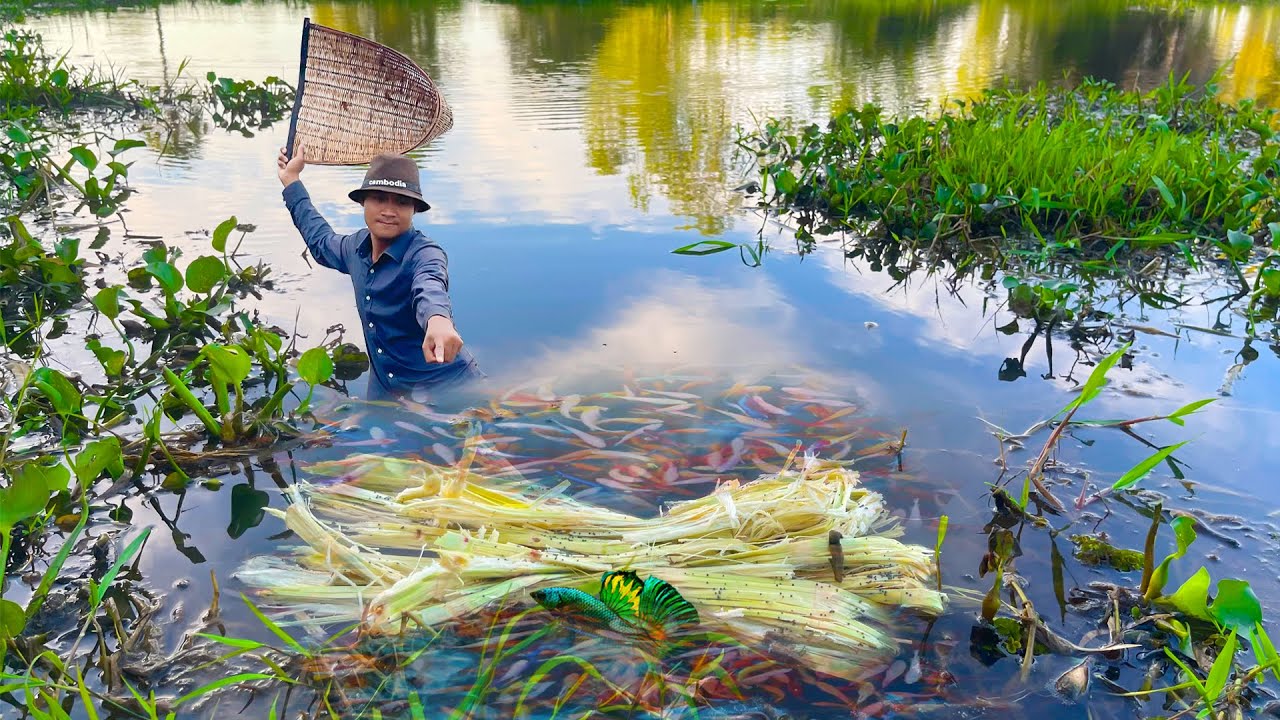 How To Make Easy Betta Fish And Wild Fish Trap At The Countryside ...