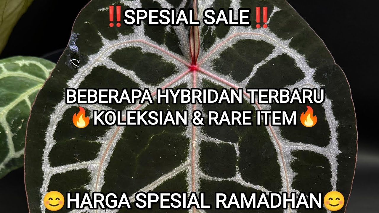 ‼️SALE BEBERAPA HYBRIDAN ANTHURIUM TERBARU‼️