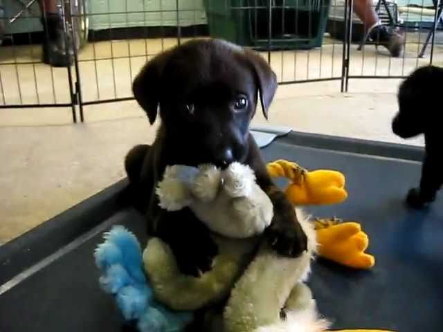 3 Female Golden Retriever/Black Lab-Mix Puppies - Youtube