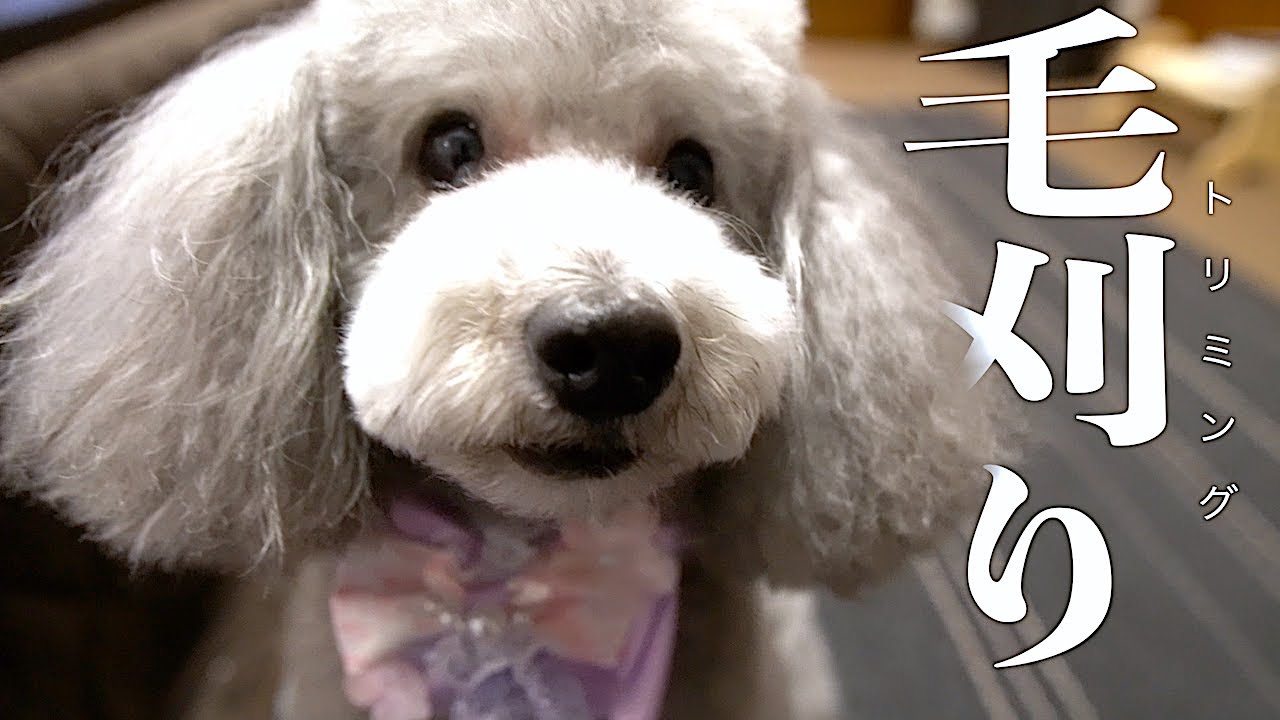 愛犬トリミングへ行く モコモコ羊からクリリンへ トイプードルのグリィ 犬 Dog Toy Poodle Youtube