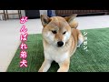 姉犬に理不尽な襲撃をされてもグッと堪える心優しい弟柴犬に心を打たれました