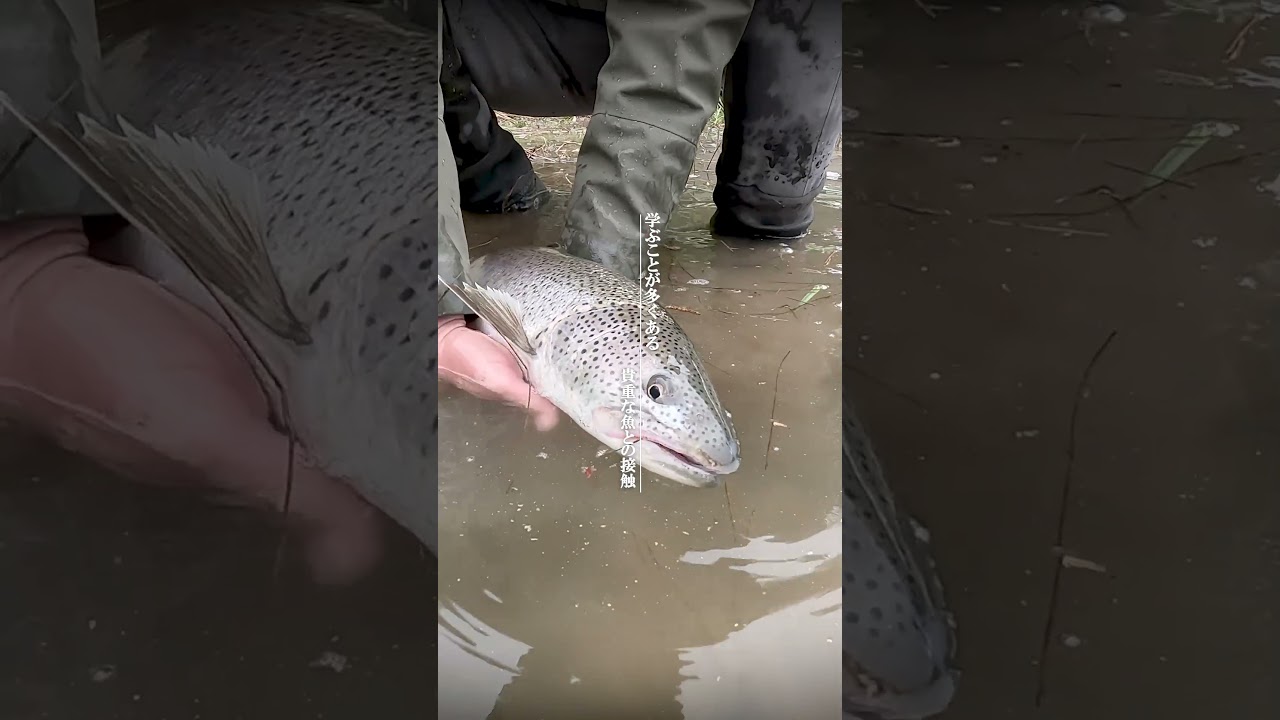 ナナマルオーバーの怪魚 #shorts