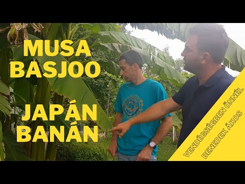 Videó: Japán Banán