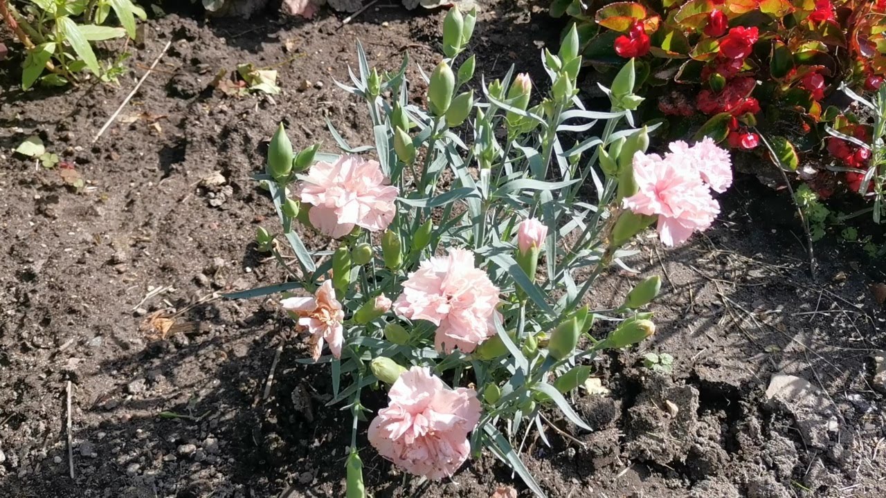 Три интересных многолетника