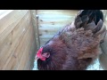 Making a hen broody Making a hen broody