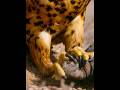 Seperti inilah Predator Puncak Berburu #shortvideo #burungelang #animals
