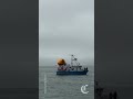 ‘Trump Chicken’ returns to San Francisco Bay