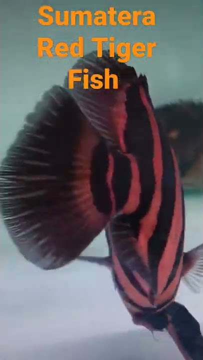 Sumatera Tiger Fish #ringau #ikanhiasairtawar #datnoides