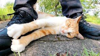 茶シロ猫が足の下にもぐりこんで日差しを避けようとする
