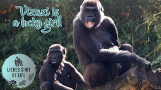 VISITING GORILLA THANDIE AND VIZAZI AFTER 6 MONTHS! by Liekes Shot Of Life 1,791 views 6 months ago 3 minutes, 25 seconds