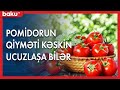 Pomidorun qiyməti kəskin ucuzlaşa bilər - BAKU TV