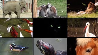 Top 10 most beautiful animals in the world